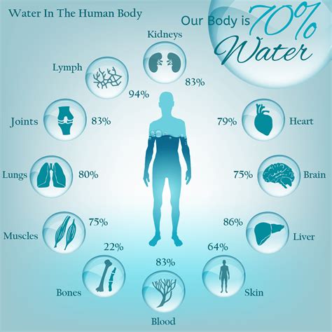 percent of water in the human body|Water as an essential nutrient: the physiological basis of hydration.